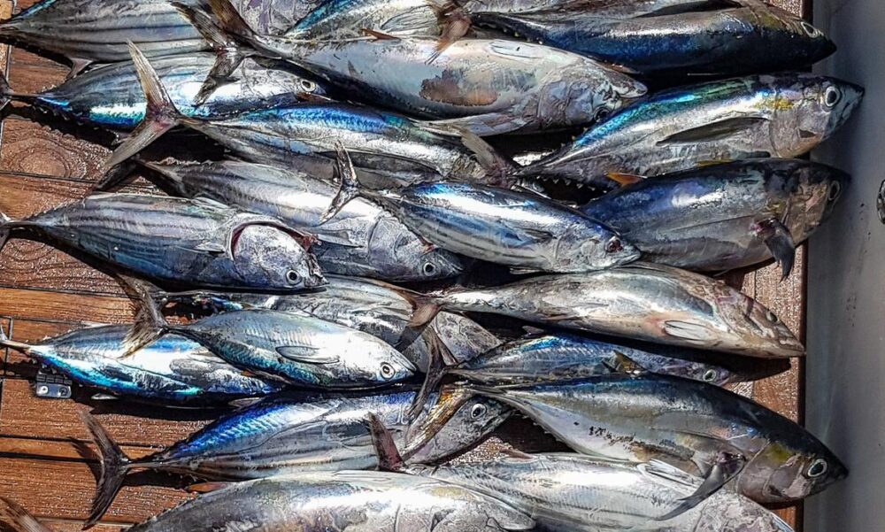 Fishing Boat rental in Malé for chartered trips - Imagen 9