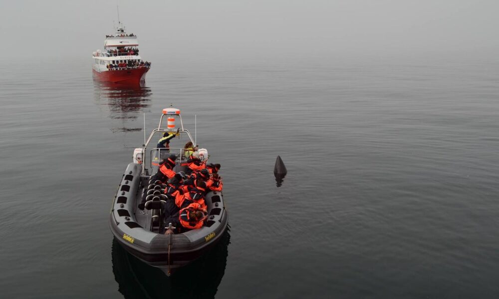 Unforgettable Whale & Puffin Watching Tours in Reykjavik Harbor, Iceland