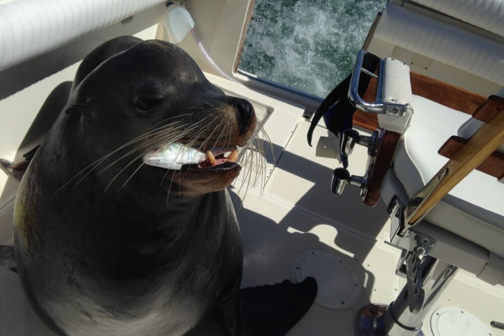 33´ Fish On - Imagen 3