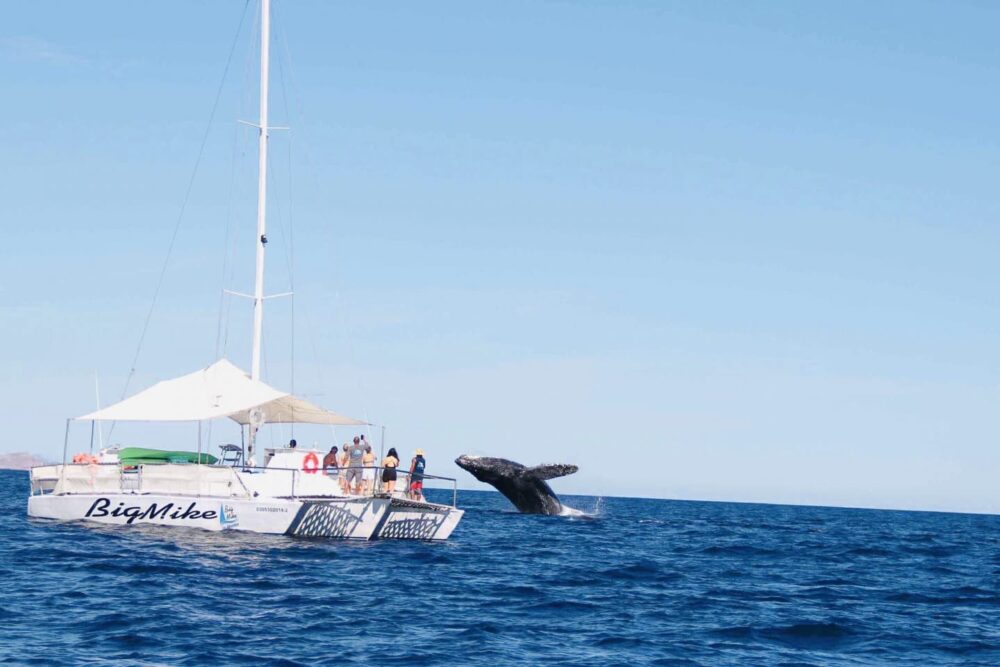 Whale Watch in Big Mike Seadventures