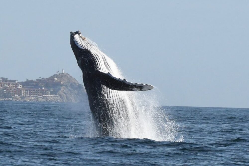 Whale Watch in Big Mike Seadventures - Imagen 2