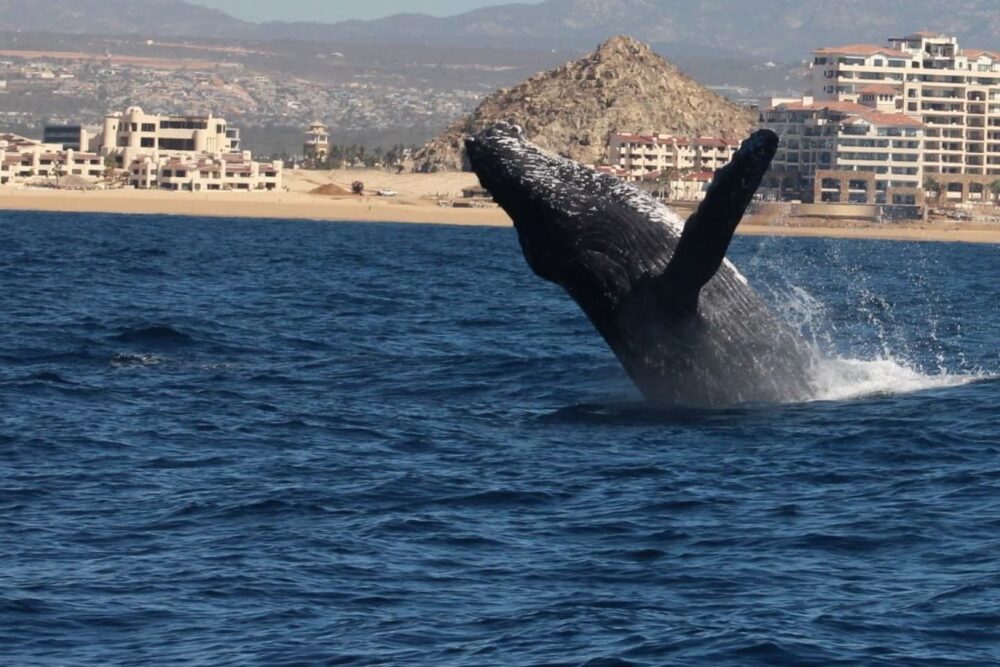 Whale Watch in Big Mike Seadventures - Imagen 3