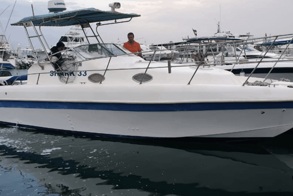 Shark 33