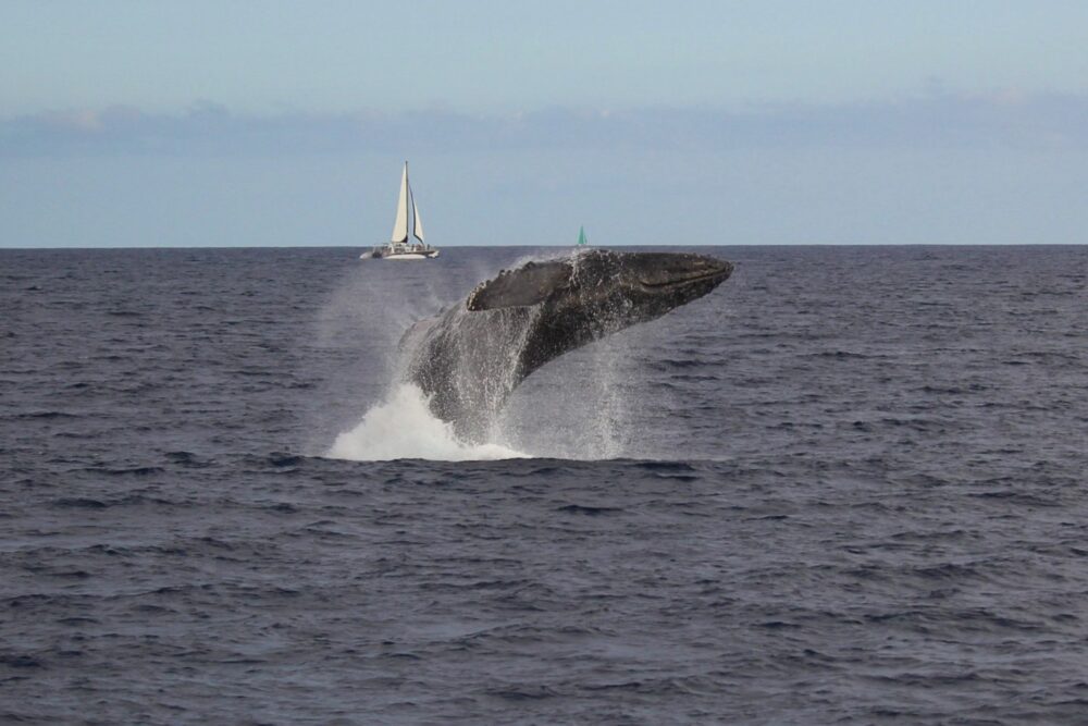 Private Cruise - 60’ Hatteras Luxury Power Yacht in Honolulu, Hawaii - Imagen 5