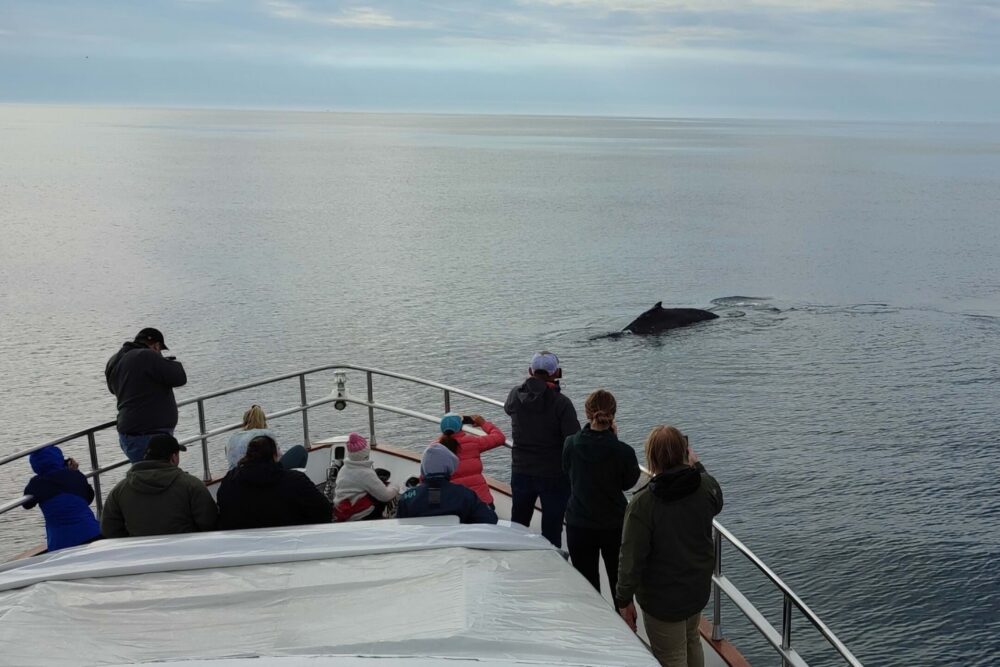 WHALE WATCHING YACHT CRUISE IN ICELAND - Imagen 7