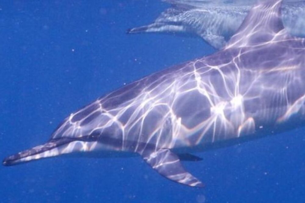 Lydia Boat Private boat/Dolphin watching&swimming - Imagen 9