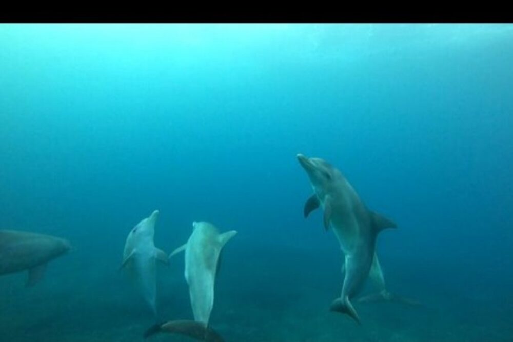 Lydia Boat Private boat/Dolphin watching&swimming - Imagen 7