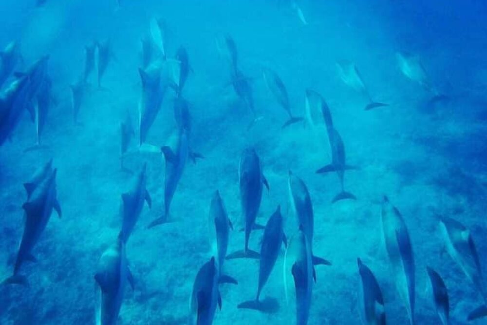 Lydia Boat Private boat/Dolphin watching&swimming - Imagen 5
