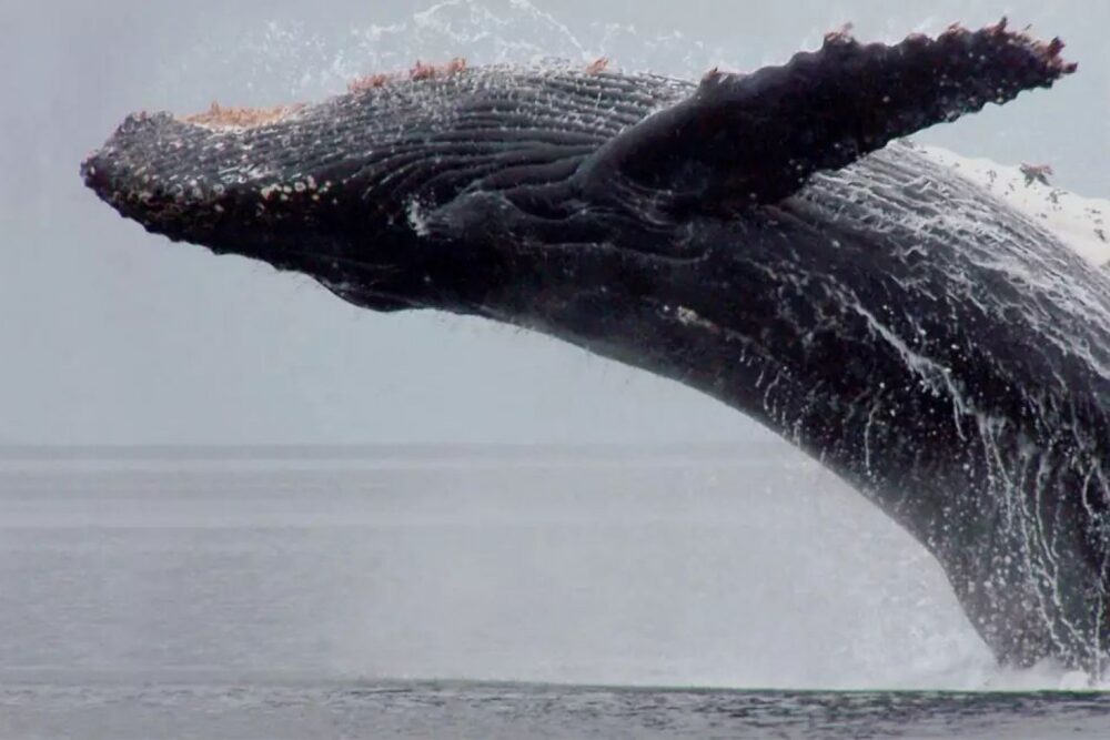 Alaskan Story Adventure - Imagen 7