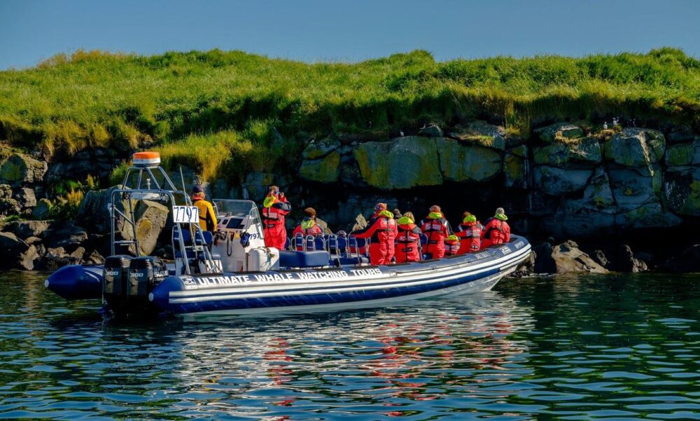 Unforgettable Whale & Puffin Watching Tours in Reykjavik Harbor, Iceland - Image 8