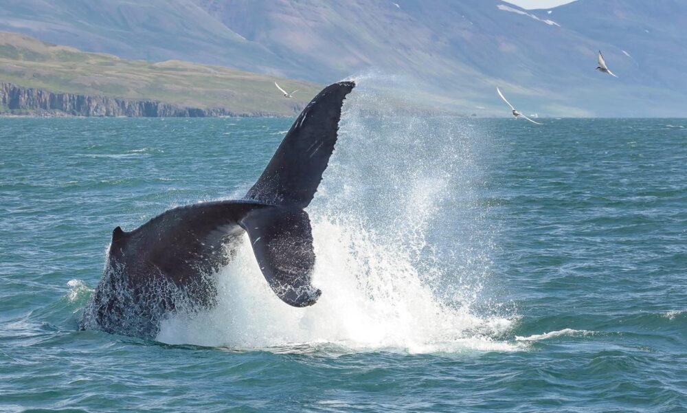 Best location to experience the whales in their natural habitat! - Image 5