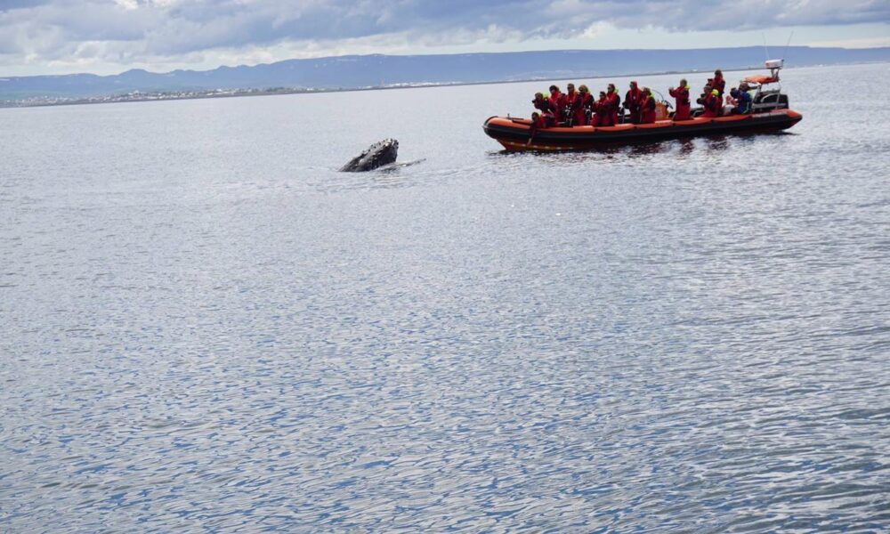 Unforgettable Whale & Puffin Watching Tours in Reykjavik Harbor, Iceland - Image 7