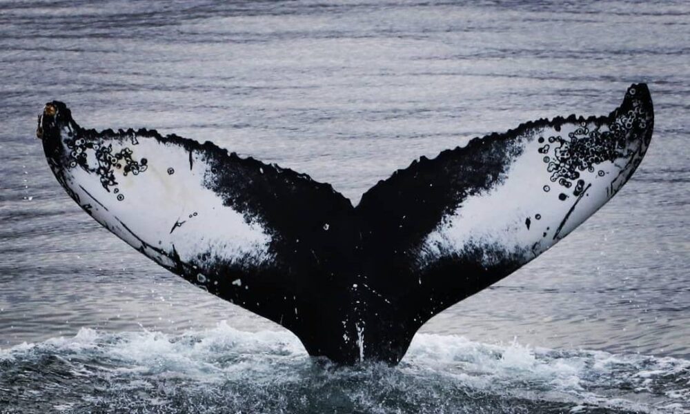Best location to experience the whales in their natural habitat! - Image 4