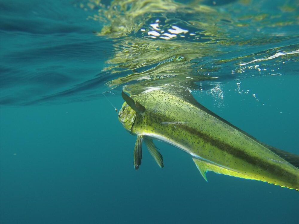 Todomar 38' Boat Fishing Charter in Panama City - Private Tours for 15 Passengers - Image 7