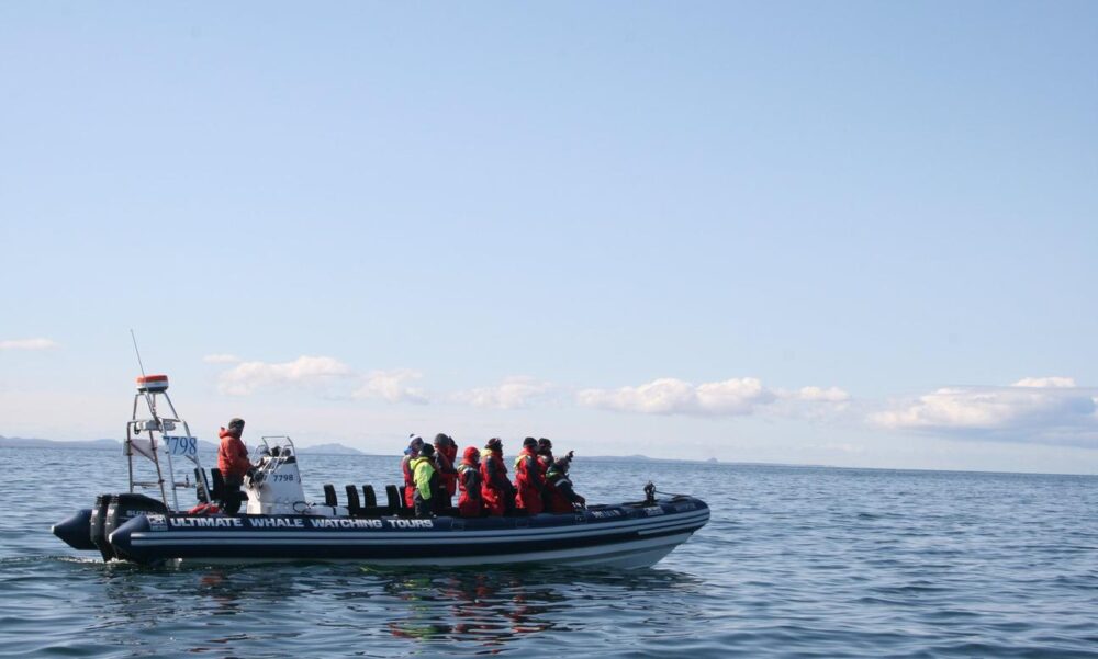 Unforgettable Whale & Puffin Watching Tours in Reykjavik Harbor, Iceland - Image 6