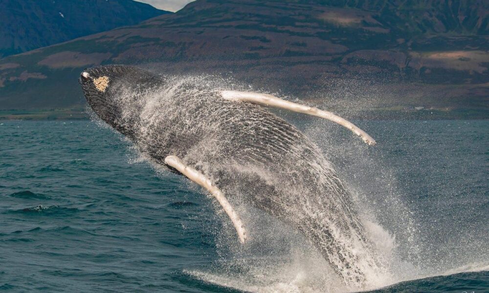 Best location to experience the whales in their natural habitat! - Image 3
