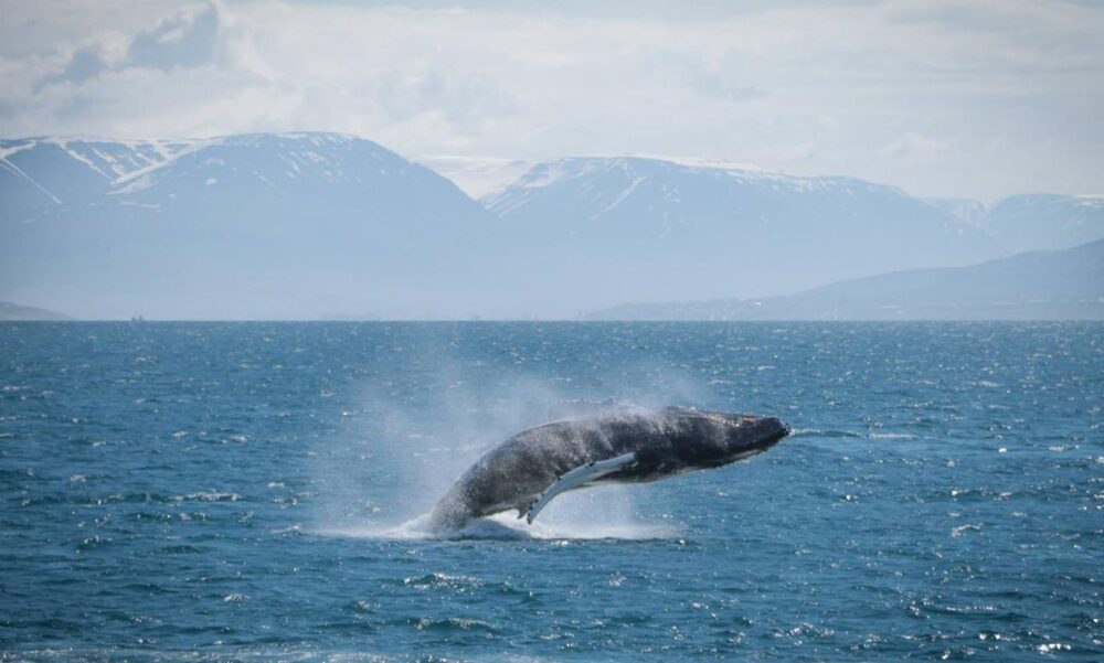Best location to experience the whales in their natural habitat! - Image 2