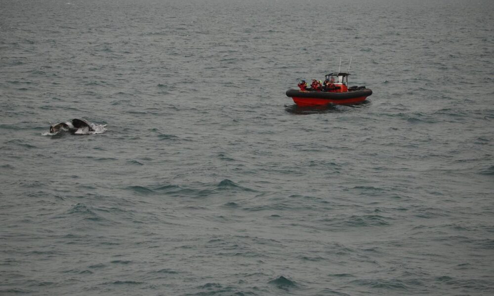 Unforgettable Whale & Puffin Watching Tours in Reykjavik Harbor, Iceland - Image 4