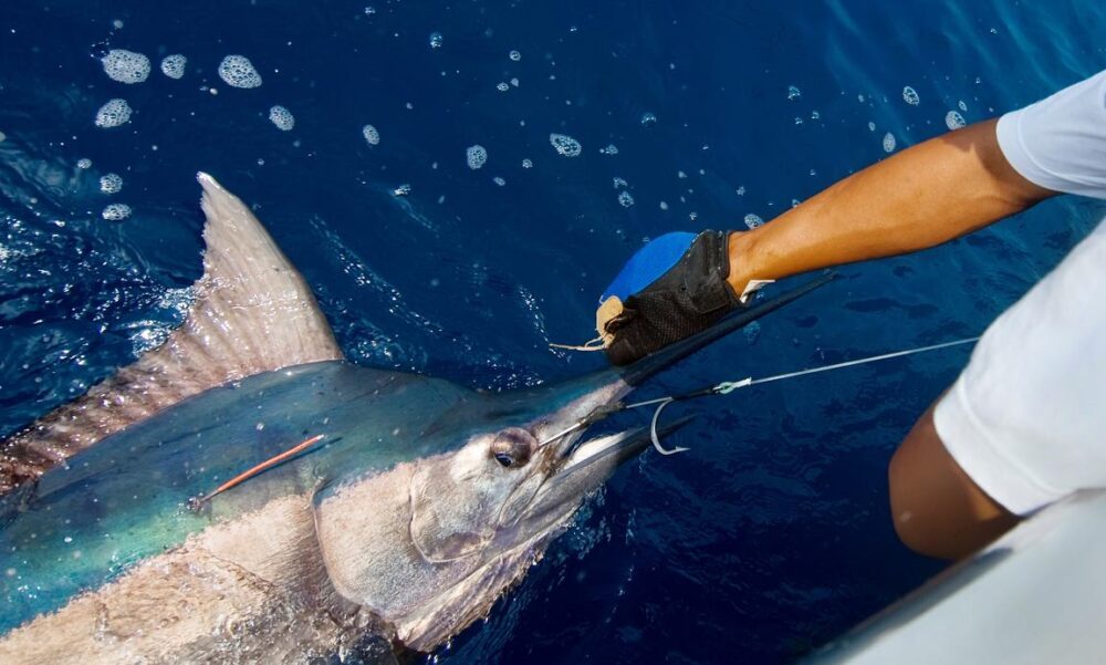 Fishing charter in a 46' private yacht Panama City, Panama - Image 29
