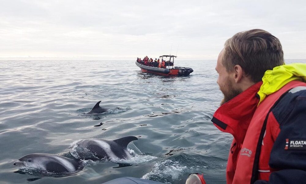 Unforgettable Whale & Puffin Watching Tours in Reykjavik Harbor, Iceland - Image 2