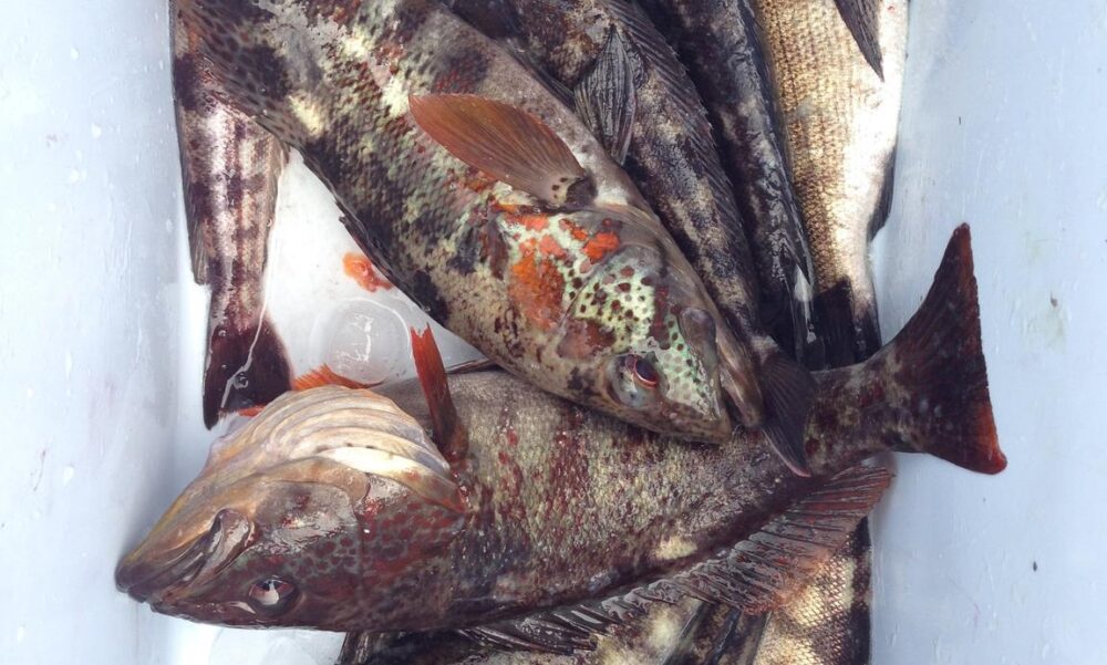 39' Chris-Craft Commander Fishing Charter in Antofagasta - Imagen 2