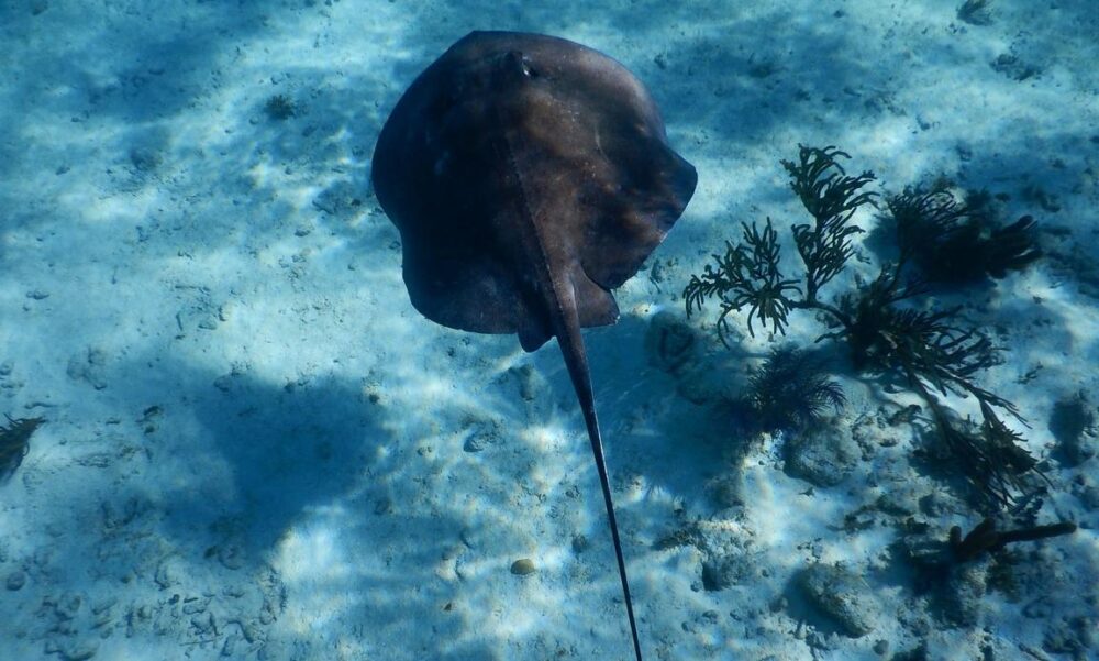 Private Luxury Sailing Charter in Grand Cayman - Stingray City & Reef Exploration - Imagen 3