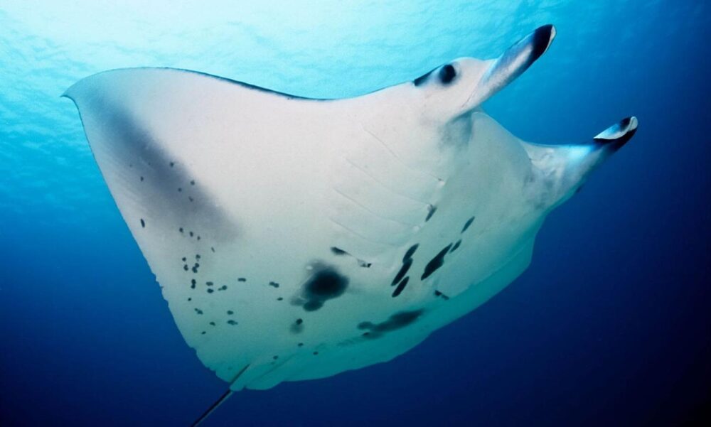 Explore Bora Bora Diving: Encounter Manta Rays, Sharks & Vibrant Marine Life - Image 4