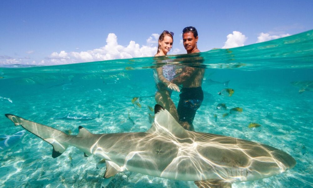 Eco Shark and Ray, Coral Garden Snorkel Safari - Image 5