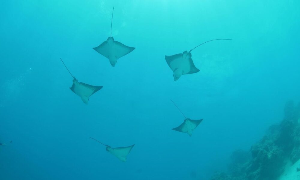 Private Boat Tours in Bora Bora: 4-Hour Two Tank Diving Adventure - Image 3