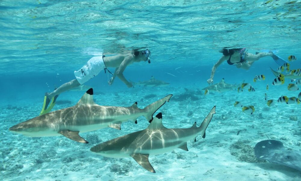 Eco Shark and Ray, Coral Garden Snorkel Safari - Image 4
