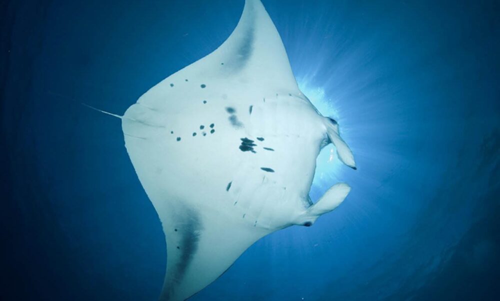 Private Boat Tours in Bora Bora: 4-Hour Two Tank Diving Adventure - Image 2