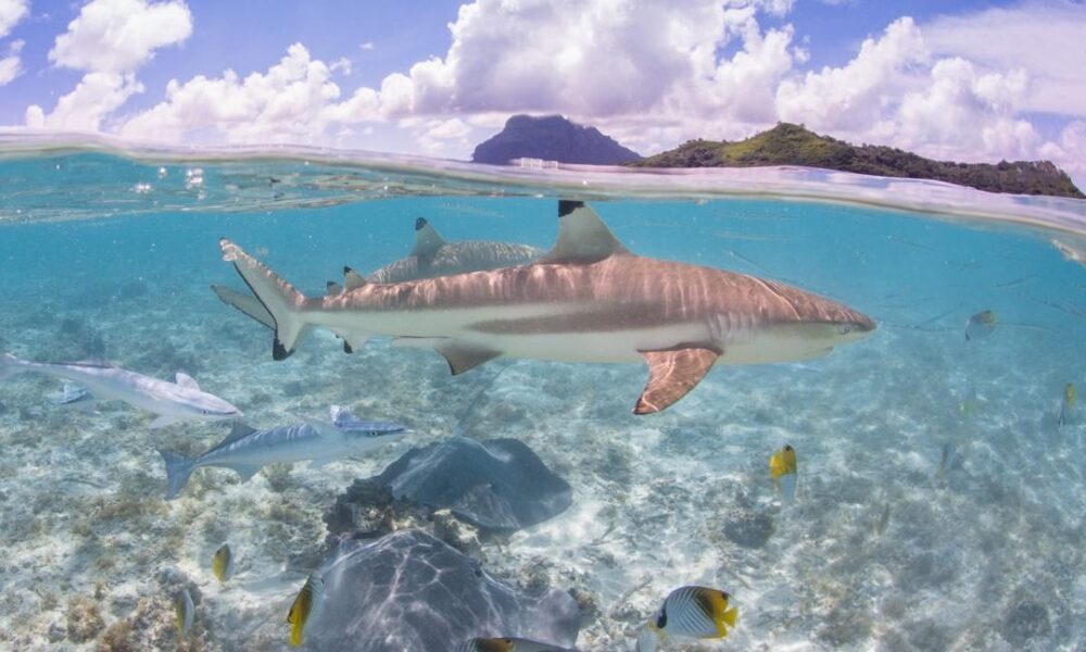 Eco Shark and Ray, Coral Garden Snorkel Safari - Image 2