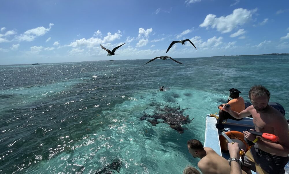 Aventura privada de día completo | Yate sedán de 38 pies en Belice - Image 3