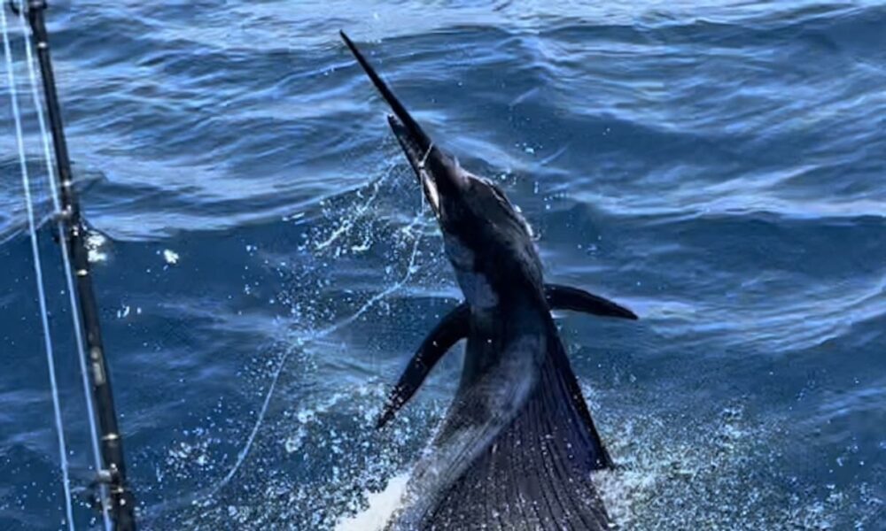 Puerto Quetzal Fishing Charters: Deep Sea Sport Fishing in Guatemala's Premier Waters - Image 5
